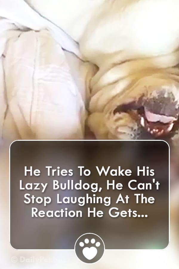 He Tries To Wake His Lazy Bulldog, He Can\'t Stop Laughing At The Reaction He Gets...