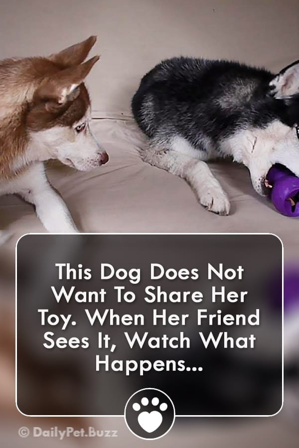 This Dog Does Not Want To Share Her Toy. When Her Friend Sees It, Watch What Happens...