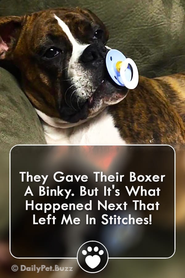 They Gave Their Boxer A Binky. But It\'s What Happened Next That Left Me In Stitches!