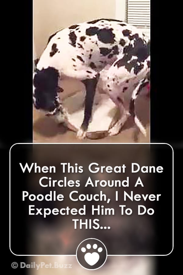 When This Great Dane Circles Around A Poodle Couch, I Never Expected Him To Do THIS...
