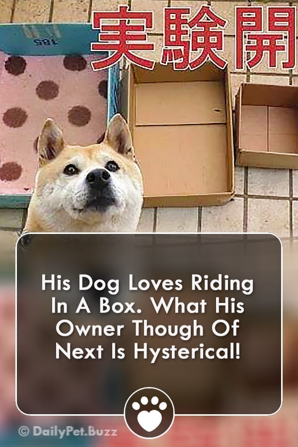 His Dog Loves Riding In A Box. What His Owner Though Of Next Is Hysterical!