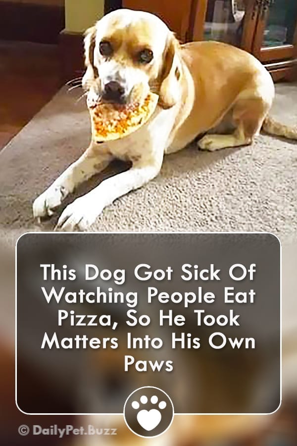 This Dog Got Sick Of Watching People Eat Pizza, So He Took Matters Into His Own Paws
