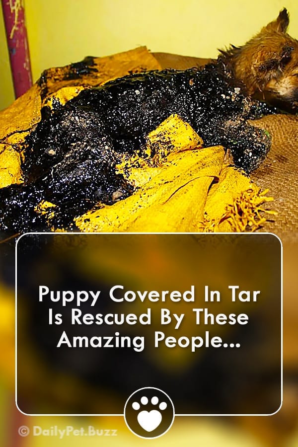 Puppy Covered In Tar Is Rescued By These Amazing People...