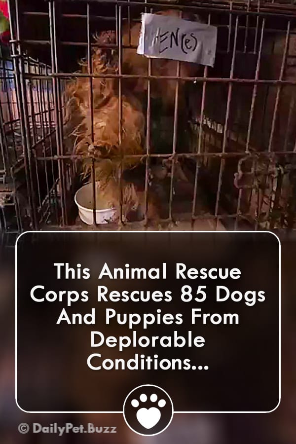 This Animal Rescue Corps Rescues 85 Dogs And Puppies From Deplorable Conditions...