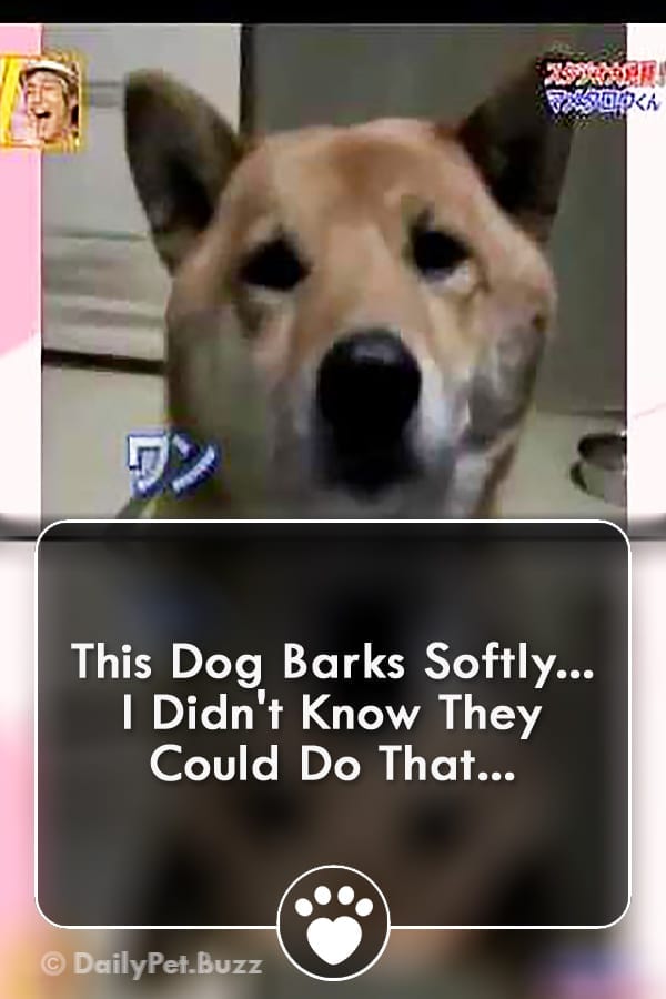 This Dog Barks Softly... I Didn\'t Know They Could Do That...