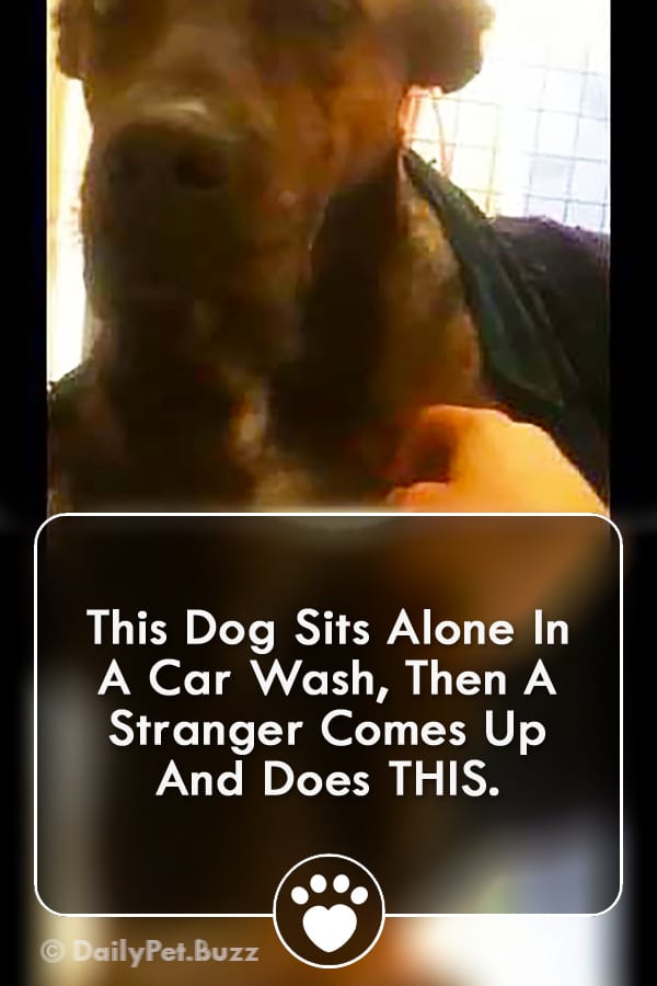 This Dog Sits Alone In A Car Wash, Then A Stranger Comes Up And Does THIS.