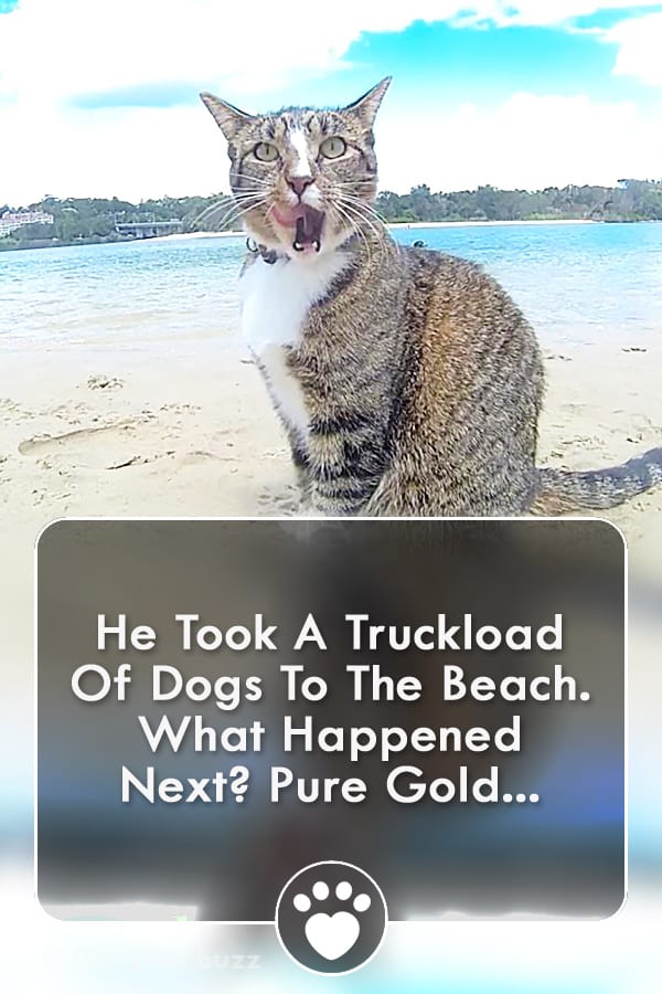 He Took A Truckload Of Dogs To The Beach. What Happened Next? Pure Gold...