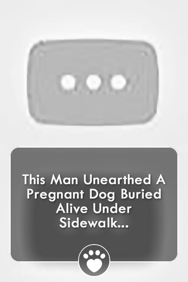 This Man Unearthed A Pregnant Dog Buried Alive Under Sidewalk...