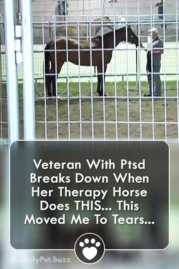 Veteran With Ptsd Breaks Down When Her Therapy Horse Does THIS... This Moved Me To Tears...