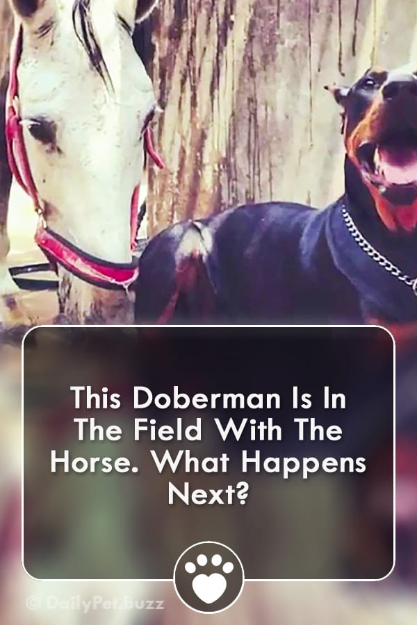 This Doberman Is In The Field With The Horse. What Happens Next?