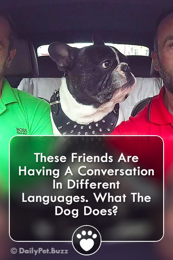 These Friends Are Having A Conversation In Different Languages. What The Dog Does?