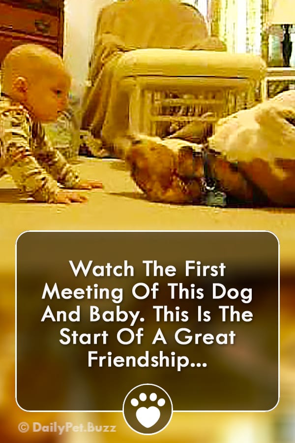 Watch The First Meeting Of This Dog And Baby. This Is The Start Of A Great Friendship...