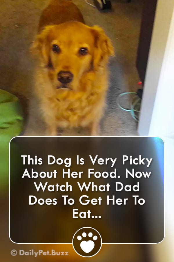 This Dog Is Very Picky About Her Food. Now Watch What Dad Does To Get Her To Eat...