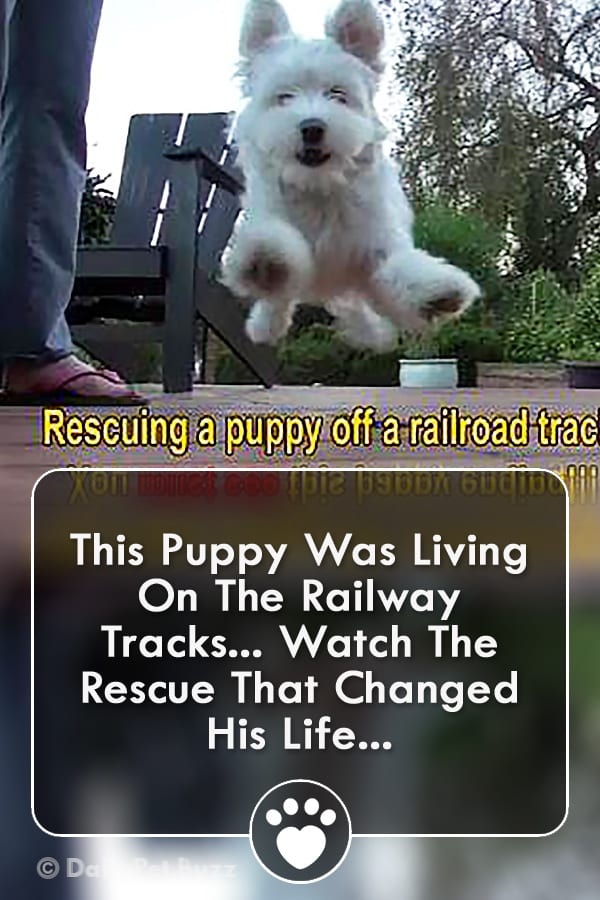 This Puppy Was Living On The Railway Tracks... Watch The Rescue That Changed His Life...