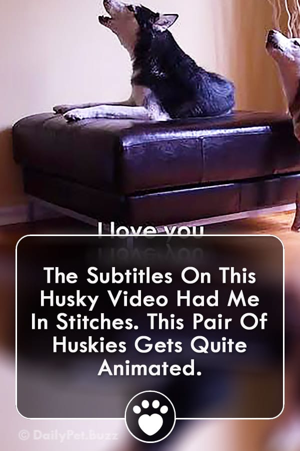 The Subtitles On This Husky Video Had Me In Stitches. This Pair Of Huskies Gets Quite Animated.