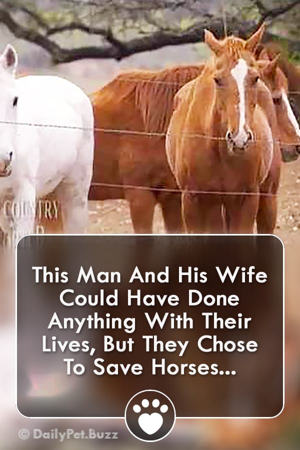 This Man And His Wife Could Have Done Anything With Their Lives, But They Chose To Save Horses...