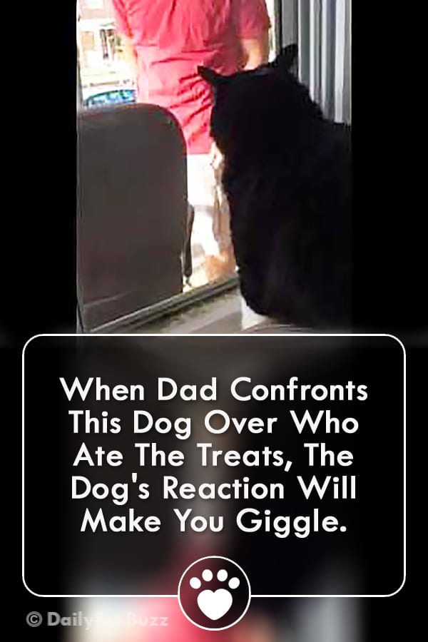 When Dad Confronts This Dog Over Who Ate The Treats, The Dog\'s Reaction Will Make You Giggle.