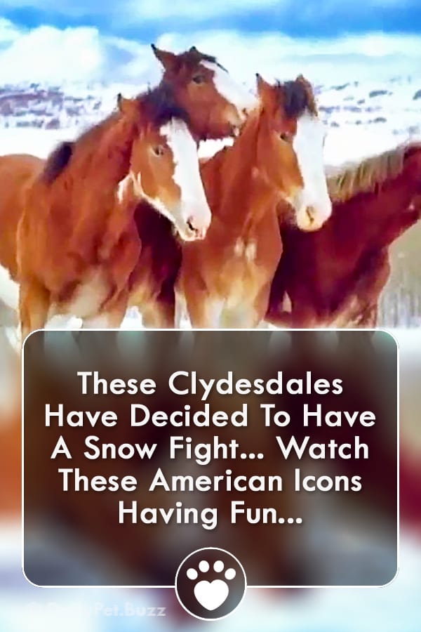 These Clydesdales Have Decided To Have A Snow Fight... Watch These American Icons Having Fun...