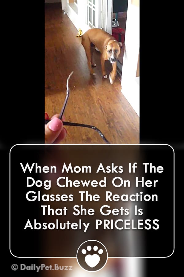 When Mom Asks If The Dog Chewed On Her Glasses The Reaction That She Gets Is Absolutely PRICELESS