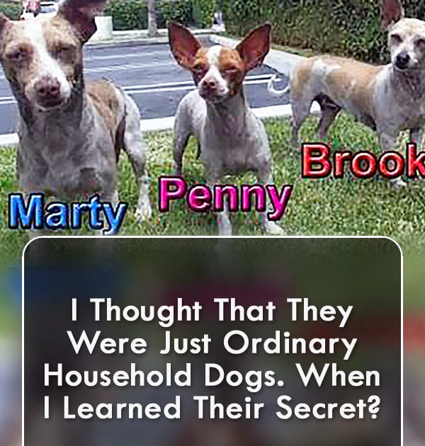 Pinterest Hidden Image