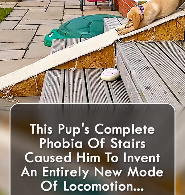Pinterest Hidden Image