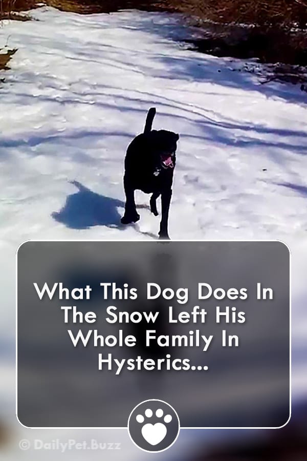 What This Dog Does In The Snow Left His Whole Family In Hysterics...