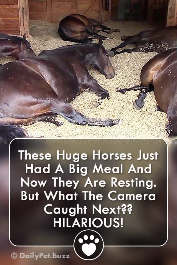 These Huge Horses Just Had A Big Meal And Now They Are Resting. But What The Camera Caught Next?? HILARIOUS!