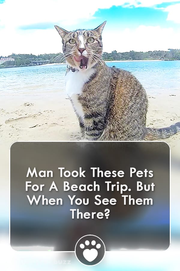 Man Took These Pets For A Beach Trip. But When You See Them There?