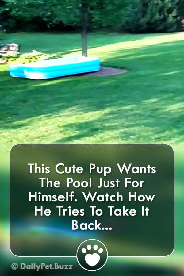 This Cute Pup Wants The Pool Just For Himself. Watch How He Tries To Take It Back...