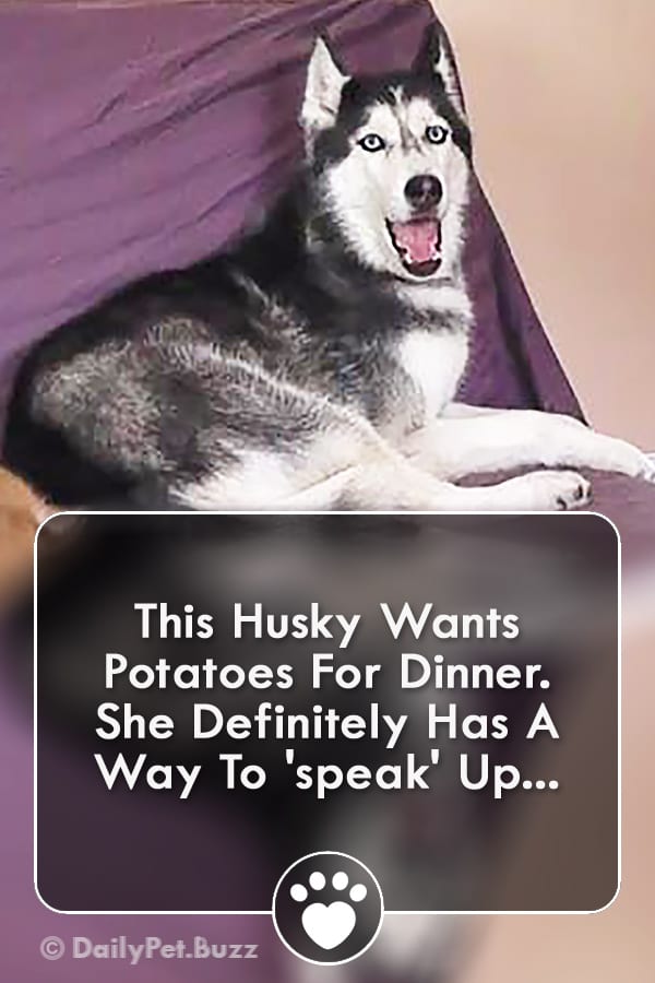 This Husky Wants Potatoes For Dinner. She Definitely Has A Way To \'speak\' Up...