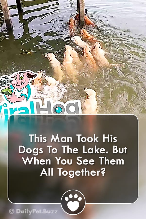 This Man Took His Dogs To The Lake. But When You See Them All Together?