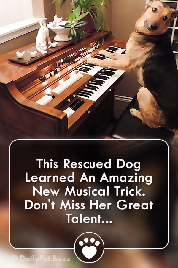 This Rescued Dog Learned An Amazing New Musical Trick. Don\'t Miss Her Great Talent...