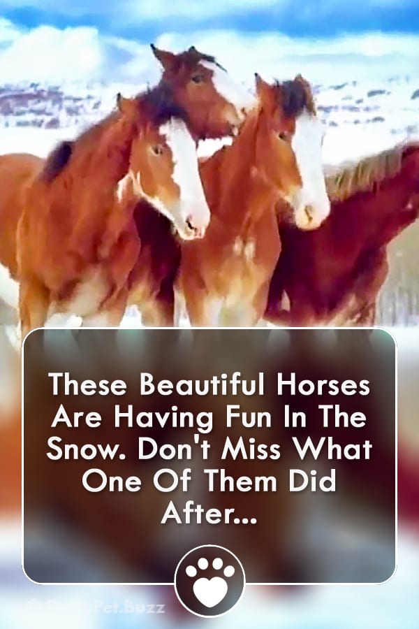 These Beautiful Horses Are Having Fun In The Snow. Don\'t Miss What One Of Them Did After...