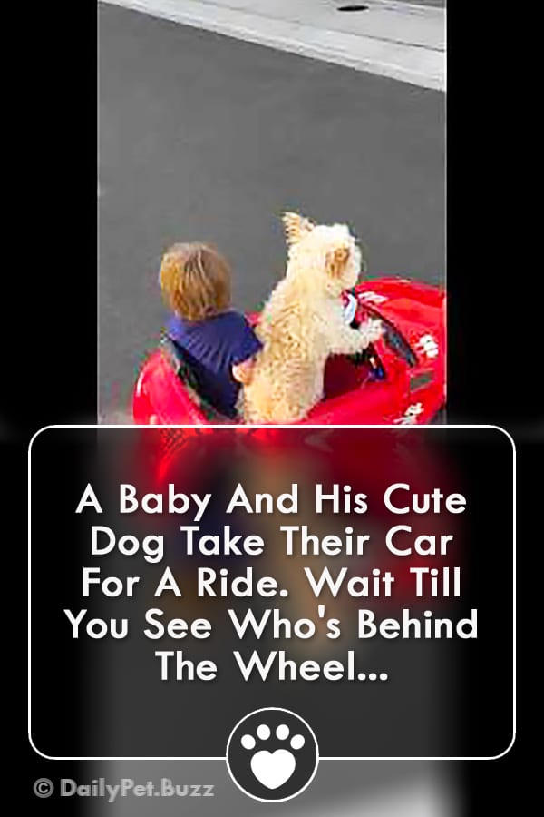A Baby And His Cute Dog Take Their Car For A Ride. Wait Till You See Who\'s Behind The Wheel...