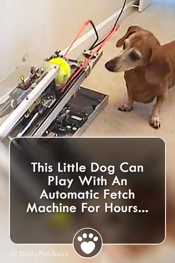 This Little Dog Can Play With An Automatic Fetch Machine For Hours...