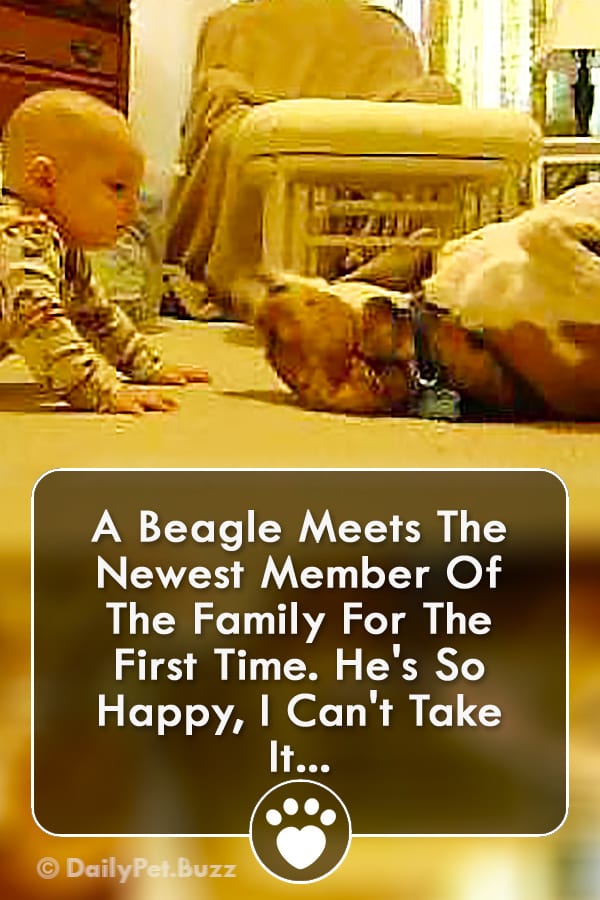 A Beagle Meets The Newest Member Of The Family For The First Time. He\'s So Happy, I Can\'t Take It...