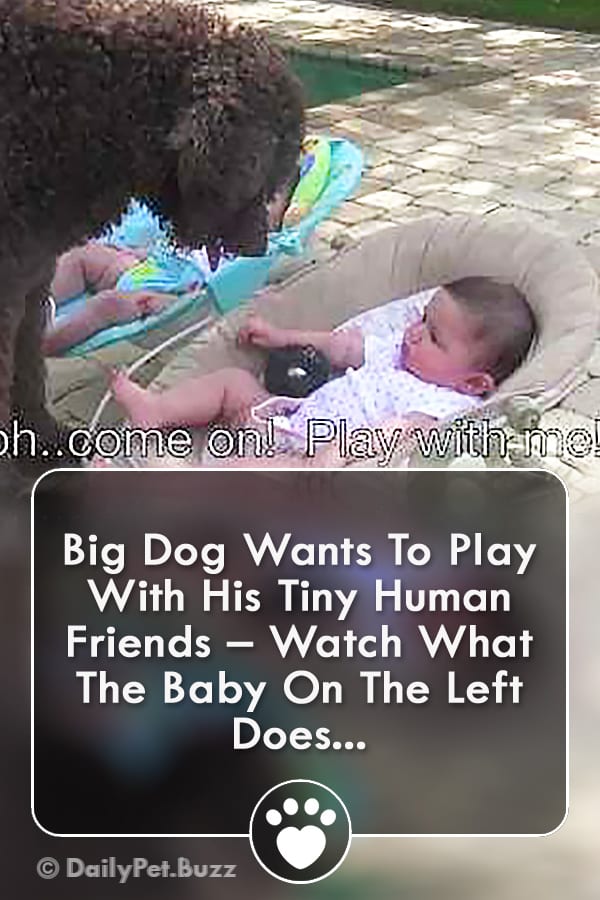 Big Dog Wants To Play With His Tiny Human Friends – Watch What The Baby On The Left Does...