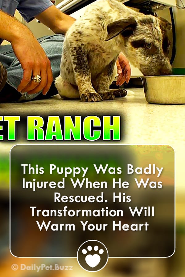 This Puppy Was Badly Injured When He Was Rescued. His Transformation Will Warm Your Heart