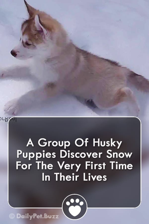 A Group Of Husky Puppies Discover Snow For The Very First Time In Their Lives