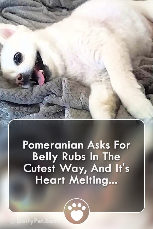 Pomeranian Asks For Belly Rubs In The Cutest Way, And It\'s Heart Melting...