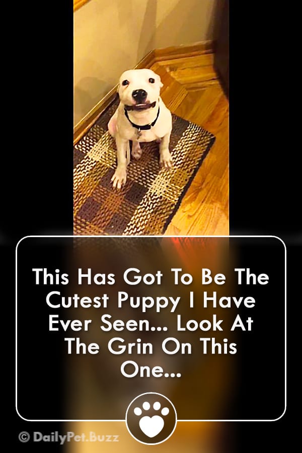 This Has Got To Be The Cutest Puppy I Have Ever Seen... Look At The Grin On This One...
