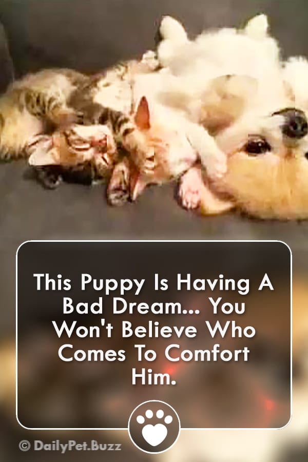 This Puppy Is Having A Bad Dream... You Won\'t Believe Who Comes To Comfort Him.