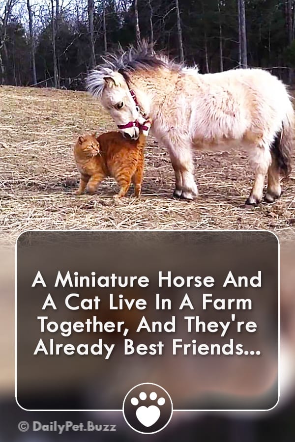 A Miniature Horse And A Cat Live In A Farm Together, And They\'re Already Best Friends...