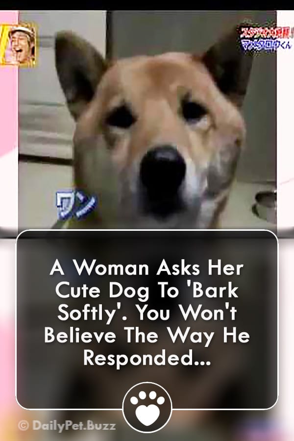 A Woman Asks Her Cute Dog To \'Bark Softly\'. You Won\'t Believe The Way He Responded...