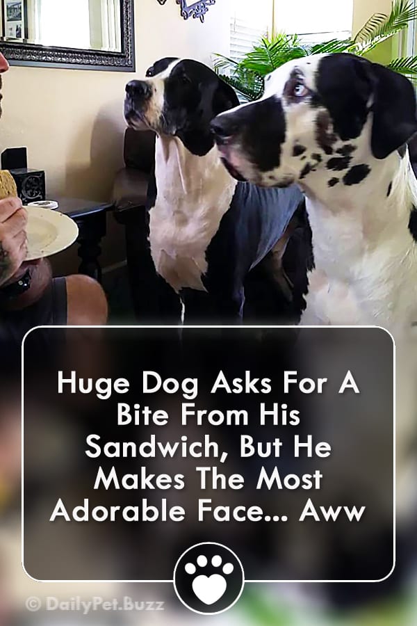 Huge Dog Asks For A Bite From His Sandwich, But He Makes The Most Adorable Face... Aww