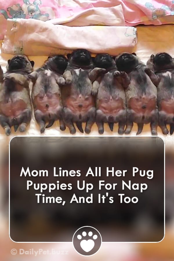 Mom Lines All Her Pug Puppies Up For Nap Time, And It\'s Too
