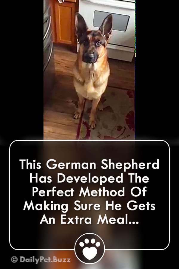 This German Shepherd Has Developed The Perfect Method Of Making Sure He Gets An Extra Meal...