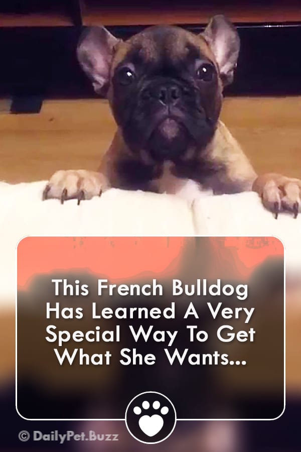 This French Bulldog Has Learned A Very Special Way To Get What She Wants...