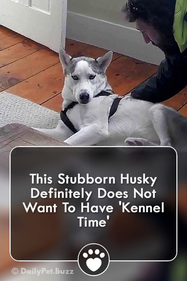 This Stubborn Husky Definitely Does Not Want To Have \'Kennel Time\'
