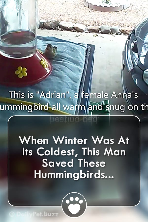 When Winter Was At Its Coldest, This Man Saved These Hummingbirds...